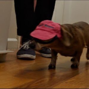 Meet your Posher, Tyson